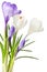 Spring crocus flowers