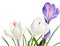 Spring crocus flowers