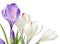 Spring crocus flowers