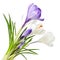 Spring crocus flowers