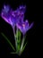 Spring Crocus Flowers, Purple Crocuses