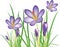 Spring crocus flowers, purple saffron