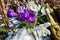 Spring crocus heuffelianus flowers on spring stony meadow