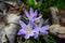 Spring Crocus indicate the end of the winter season