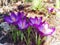 Spring crocus purple and pink flowers in garden soil