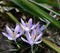 Spring Crocus reach towards the warmth of the sun