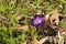 Spring Crocus - tommasinianus Barr\'s Purple