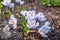 Spring crocuses bloom in the Park. Fresh beautiful purple crocuses