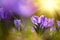 Spring crocuses, Crocus vernus Remembrance, in the garden