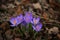 Spring crocuses first flowers,beautiful colors, shape, already spring