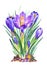 Spring crocuses flowers, watercolor on a white background, isolated