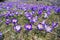 Spring Crocuses Meadow