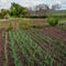 Spring crop feathers of green onions and garlic grow in the garden