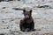 Spring cub -  a cute very, nice young  grizzly bear is siiting on the coast of Katmai, alaska