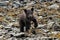 Spring cub - Portrait of a chasing very young tiny grizzly bear