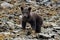 Spring cub - Portrait of a very young tiny grizzly bear