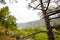 Spring in Cumbrecita, Caldera De Taburiente Nature Park, La Palma Island, Canary Islands, Spain