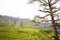 Spring in Cumbrecita, Caldera De Taburiente Nature Park, La Palma Island, Canary Islands, Spain