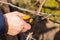 Spring cutting trees and grapes,  gardener pruning a tree concept.