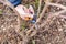 Spring cutting trees and grapes,  gardener pruning a tree concept.