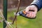 Spring cutting trees and grapes,  gardener pruning a tree concept.