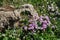 Spring cyclamen, gentle purple flowers near big rock