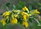 In spring, cytisus Chamaecytisus ruthenicus blooms in nature