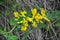 In spring, cytisus Chamaecytisus ruthenicus blooms in nature