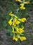 In spring, cytisus Chamaecytisus ruthenicus blooms in nature