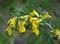 In spring, cytisus Chamaecytisus ruthenicus blooms in nature