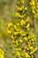 In the spring, cytisus Chamaecytisus ruthenicus blooms in the wild