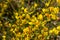 In the spring, cytisus Chamaecytisus ruthenicus blooms in the wild