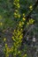 In the spring, cytisus Chamaecytisus ruthenicus blooms in the wild