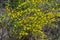 In the spring, cytisus Chamaecytisus ruthenicus blooms in the wild