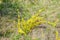 In the spring, cytisus Chamaecytisus ruthenicus blooms in the wild