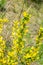 In the spring, cytisus Chamaecytisus ruthenicus blooms in the wild