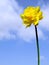 Spring daffodil flower