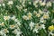Spring daffodil flowers background. Beautiful daffodils, narcissus flowers with white petals and yellow corona, crown blooming on