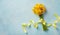 Spring daffodil flowers on blue background. Beautiful bouquet for Women day, Mother day. Top view