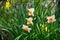 Spring Daffodil Garden