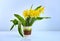 Spring daffodils flower