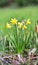 Spring Daffodils in flower