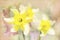 Spring daffodils in garden, vintage watercolor effect