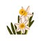 Spring daffodils. Narcissus, garden flower buds and leaf. Blossomed blooms, floral plant. Beautiful delicate gentle