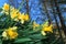 Spring Daffodils in Shaft of Sunlight With Forest Background