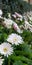 Spring Daisies - Gerbera White with Pink Blush