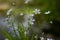 Spring daisies grow on the banks of the river.