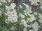 Spring daisies through rainy window