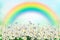 spring daisy and butterfly in the meadow wit rainbow. Nature spring or summer background. Space for text