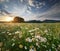 Spring daisy flowers in meadow.